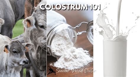 how is bovine colostrum collected